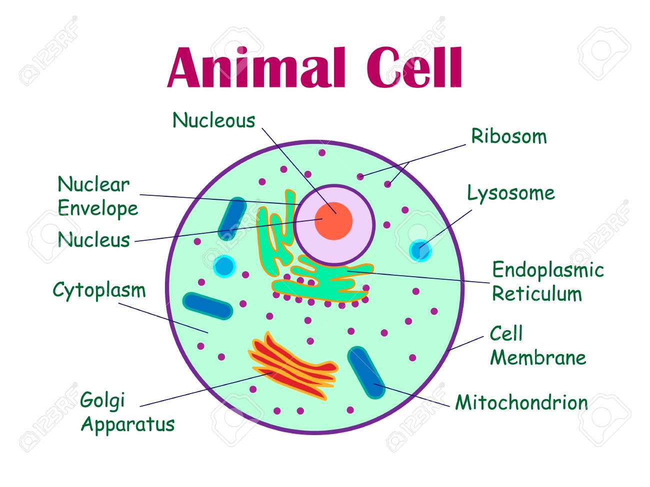 Animal Cells and Plant cells -Cell Structure and functions ...