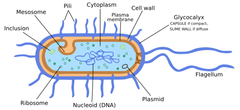 3-1-1-4-examples-of-bacteria-get-my-grades