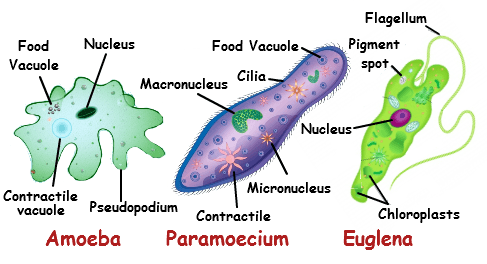 unicellular organism