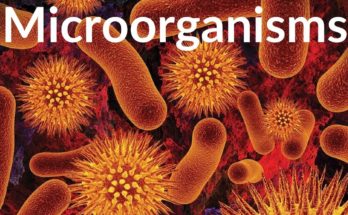 Microorganisms :Friend and foe CBSE class 8