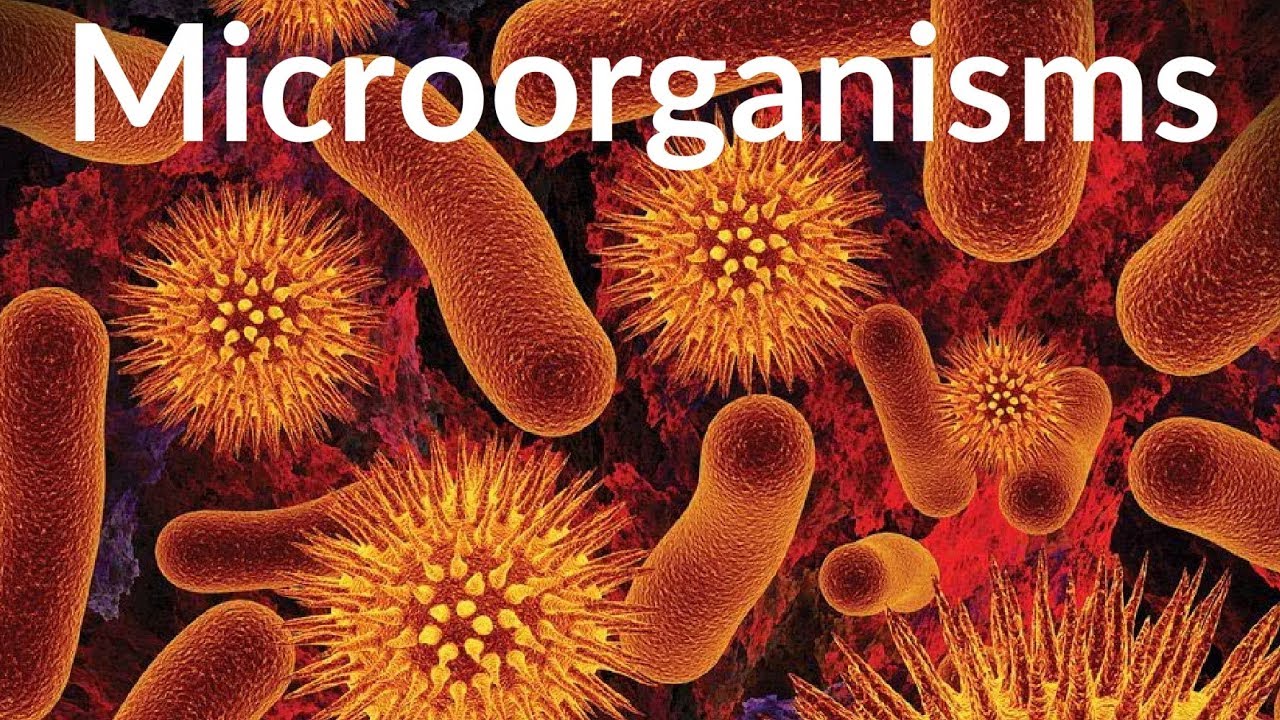 What Are Harmful Microorganisms Class 8