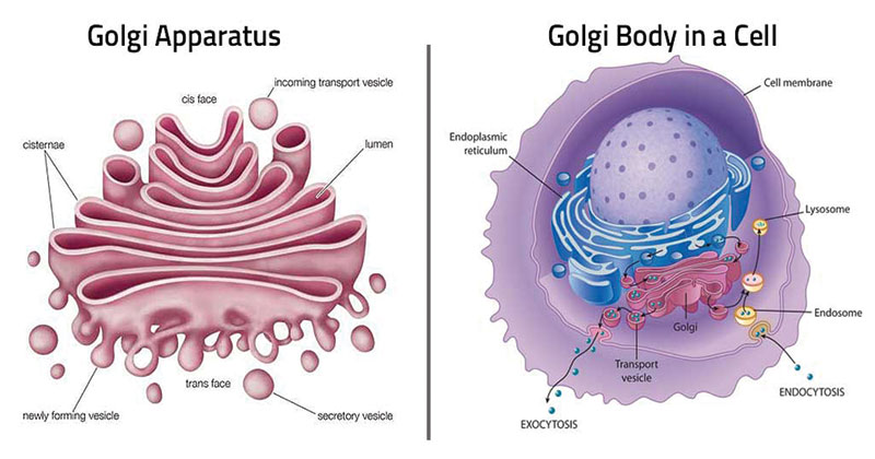 What Are The Components Of Golgi Apparatus