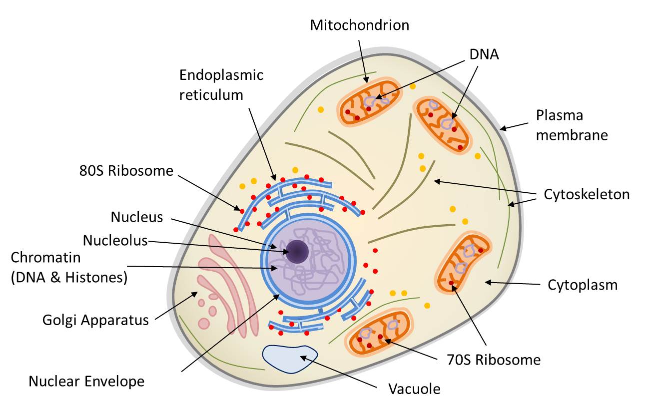 Difference between Prokaryotic and Eukaryotic cell - CBSE Class Notes