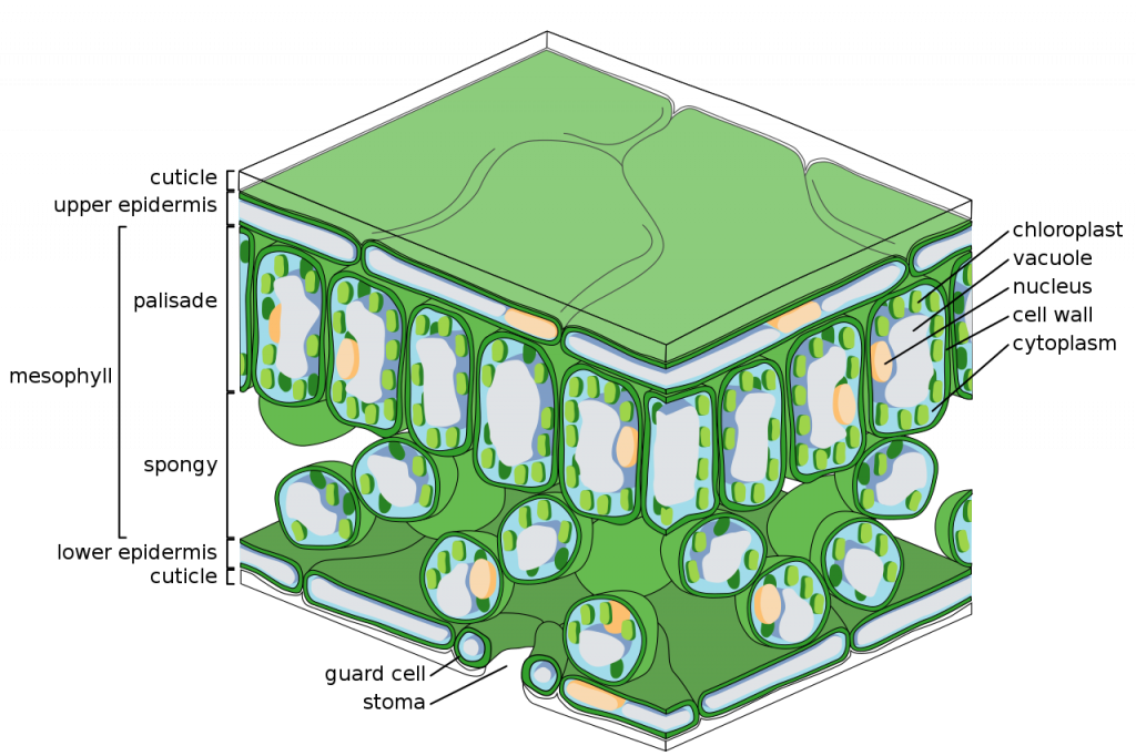 Function Of The Upper Epidermal Tissue In Plants