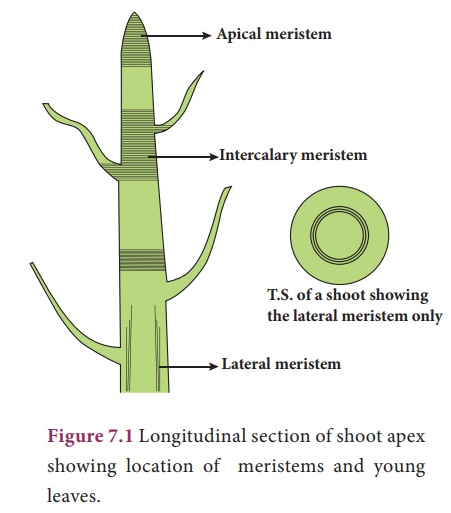 meristematic-tissue-definition-features-and-functions-cbse-class