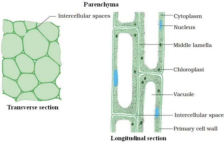 Differentiate between Parenchyma , Collenchyma and Sclerenchyma on the