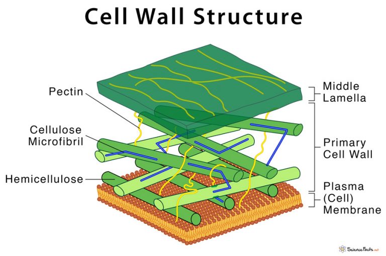 Primary Cell Wall Composed Of Cellulose