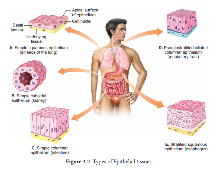 types-of-epithelial-tissues-class-9-cbse-class-notes-online