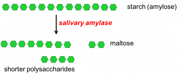 What is the function of digestive enzymes? - CBSE Class Notes Online