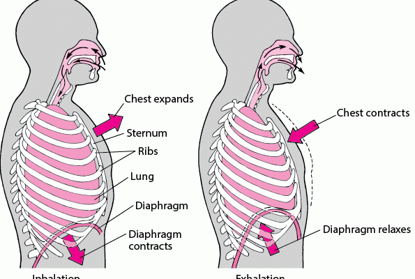 explain-the-mechanism-of-breathing-in-human-beings-cbse-class-notes