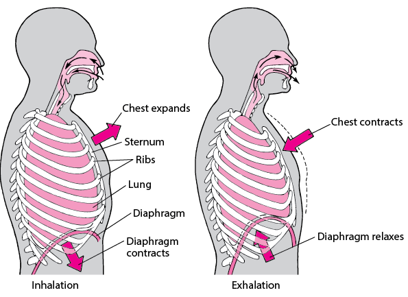 explain-the-mechanism-of-breathing-in-human-beings-cbse-class-notes