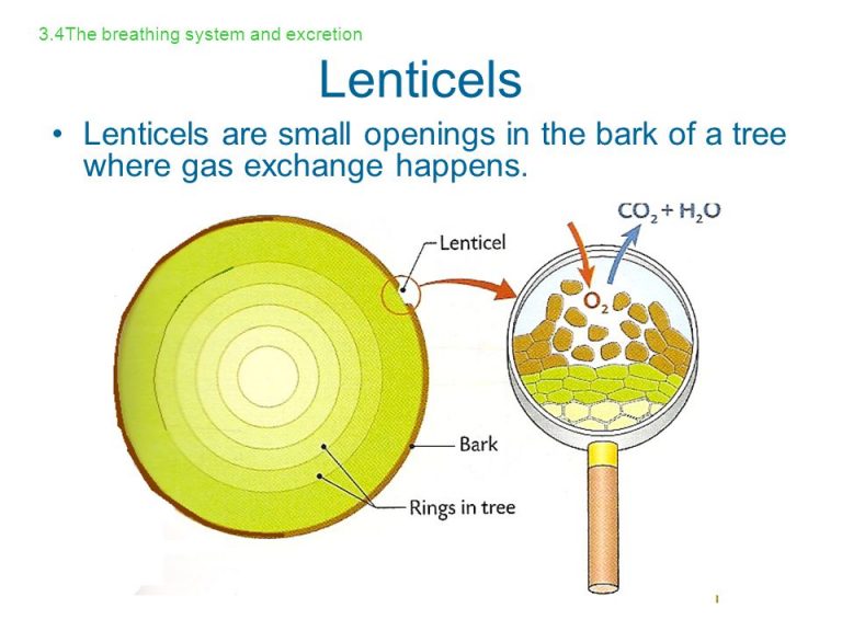 Exchange of gases in plants Explain how the exchange of gases occurs