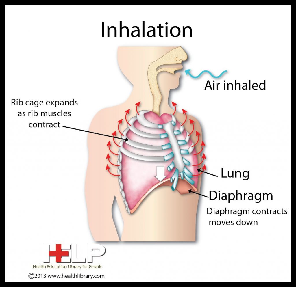 explain-the-mechanism-of-breathing-in-human-beings-cbse-class-notes