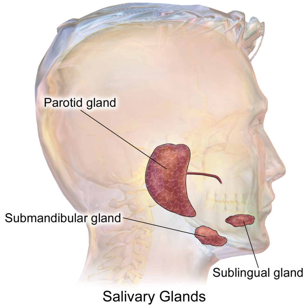 Define Salivary Glands For Class 7