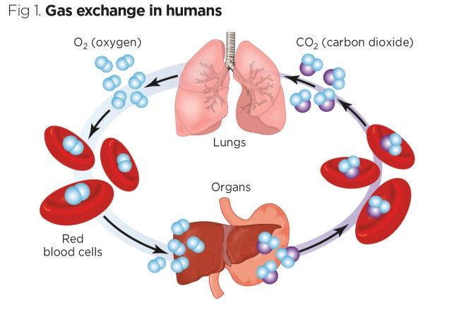 how-is-oxygen-and-carbon-dioxide-transported-in-human-beings-cbse