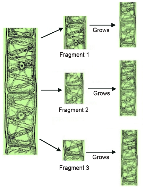 fragmentation-class-10-cbse-class-notes-online-classnotes123