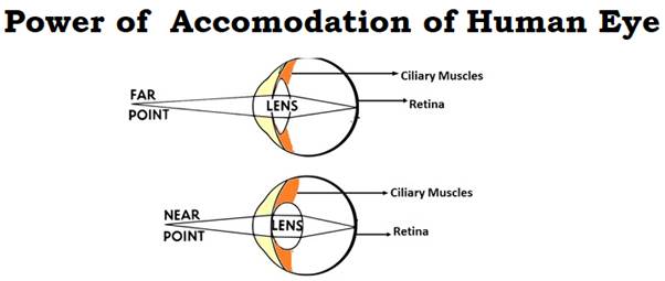 What Is Power Of Accommodation Of Eye Class 10 CBSE Class Notes 