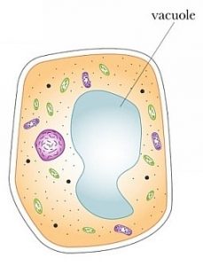 Vacuoles Definition Functions Types Significance And Location