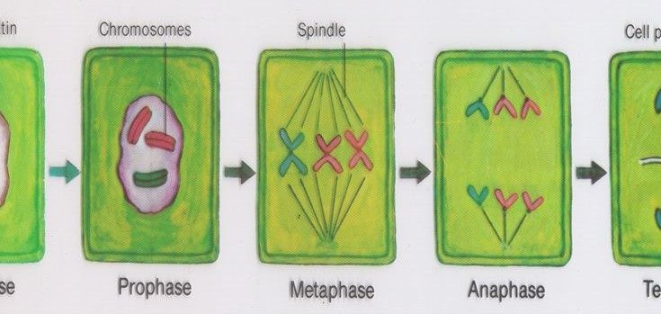 Mitosis In Plant Cell Neatly Labelled Diagram Cbse Class Notes The Best Porn Website