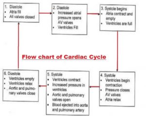 Cardiac Cycle Class Th CBSE Class Notes Online Classnotes