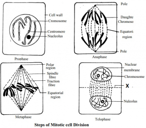 Mitosis In Plants Cell How Plant Cells Divide From To Cbse