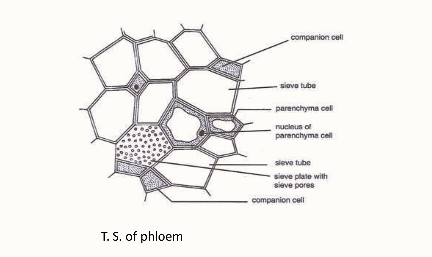 Phloem Diagram Longitudinal And Transverse Section Diagram Of Phloem