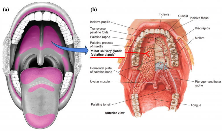 Salivary Glands Definition Types Location Size Ducts Diagram