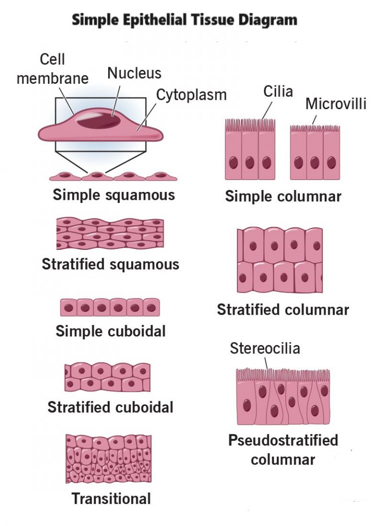 Simple Epithelial Tissue Structure Function Types And Locations