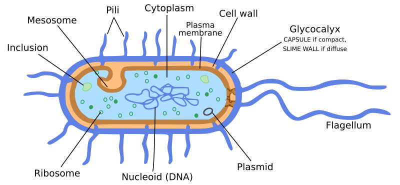Bacteria cell Structure class 8 ncert notes
