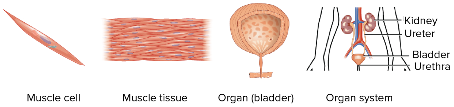 cell-structure-and-function-unicellular-and-multicellular-organisms