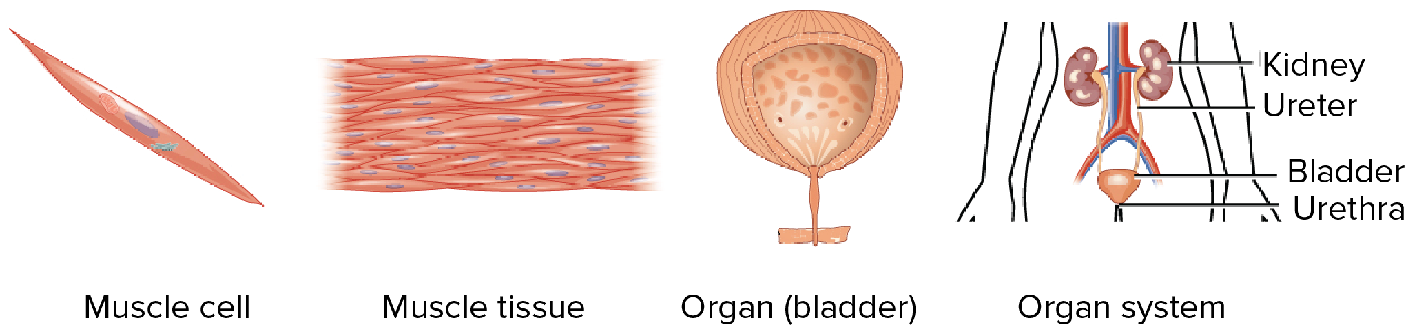 Cell Tissue Organ System Chart