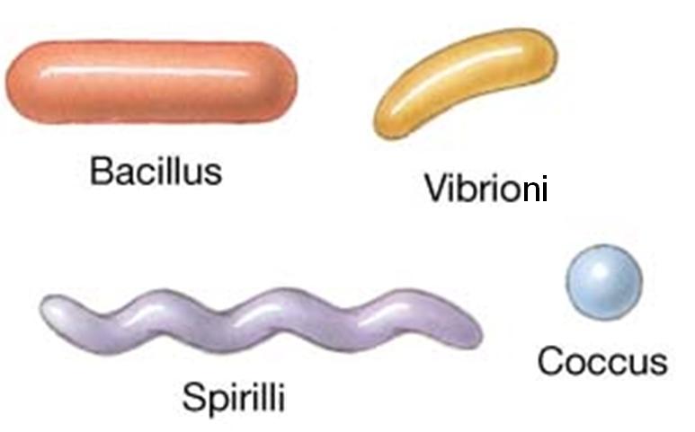 bacteria in diffrent shapes Class 8 NCERT notes