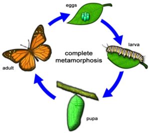 Metamorphosis - Definition and Types of Metamorphosis