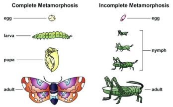Metamorphosis - Definition and Types of Metamorphosis