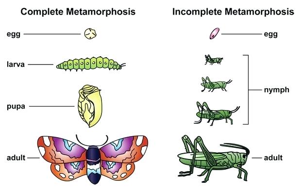 Metamorphosis - Definition and Types of Metamorphosis - CBSE Class Notes  Online - Classnotes123
