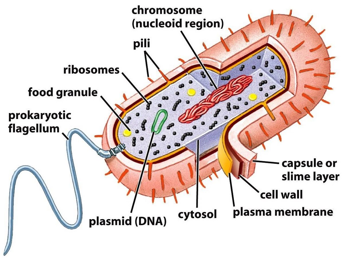 16 Important Differences between Prokaryotic and Eukaryotic cell