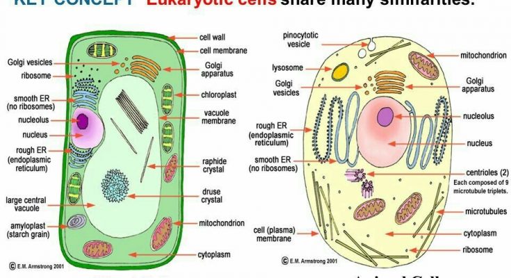 What is the Difference between Plant Vacuoles and Animal Vacuoles? - CBSE  Class Notes Online - Classnotes123
