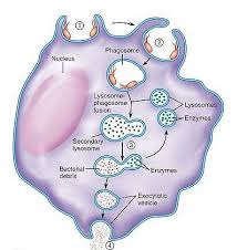 Lysosomes - Definition , Functions , Location and Importance of Lysosomes- What are the functions of lysosomes?