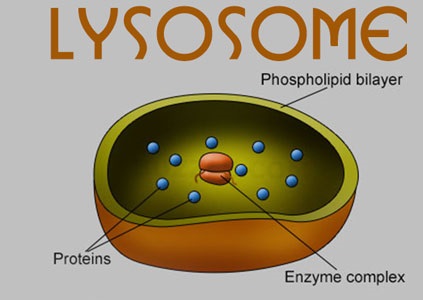 Lysosomes - Class 9th Definition , Functions , Location and Importance of  Lysosomes - CBSE Class Notes Online - Classnotes123