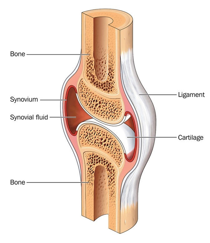 Differences between Bones and Cartilage