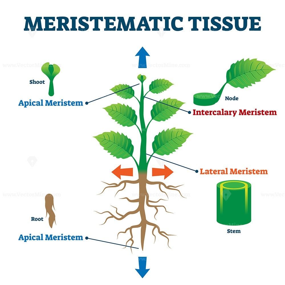 difference-between-meristematic-and-permanent-tissue-cbse-class-notes