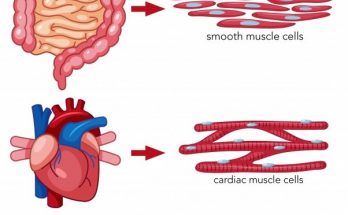 Difference between Striated, Smooth and Cardiac muscles