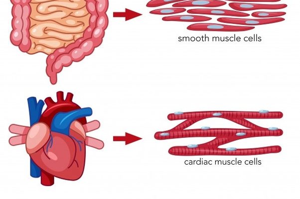 Difference between Striated, Smooth and Cardiac muscles