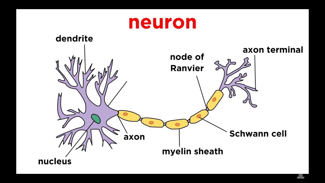 Tissues Class 9 – Chapter 6 – CBSE Class Notes Online – Classnotes123