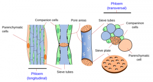 Translocation in Plants - Steps ,Phloem Structure , Importance and ...