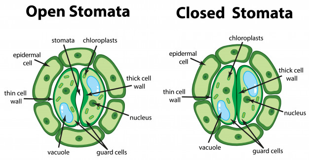 Open and Closed Stomata Diagram