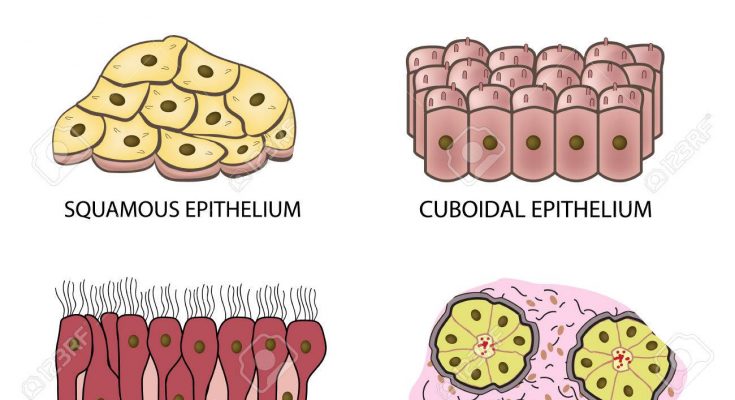 Types of Epithelial Tissues Class 9 - CBSE Class Notes Online -  Classnotes123