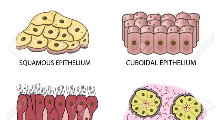 Types Of Epithelial Tissues Class 9 CBSE Class Notes Online 