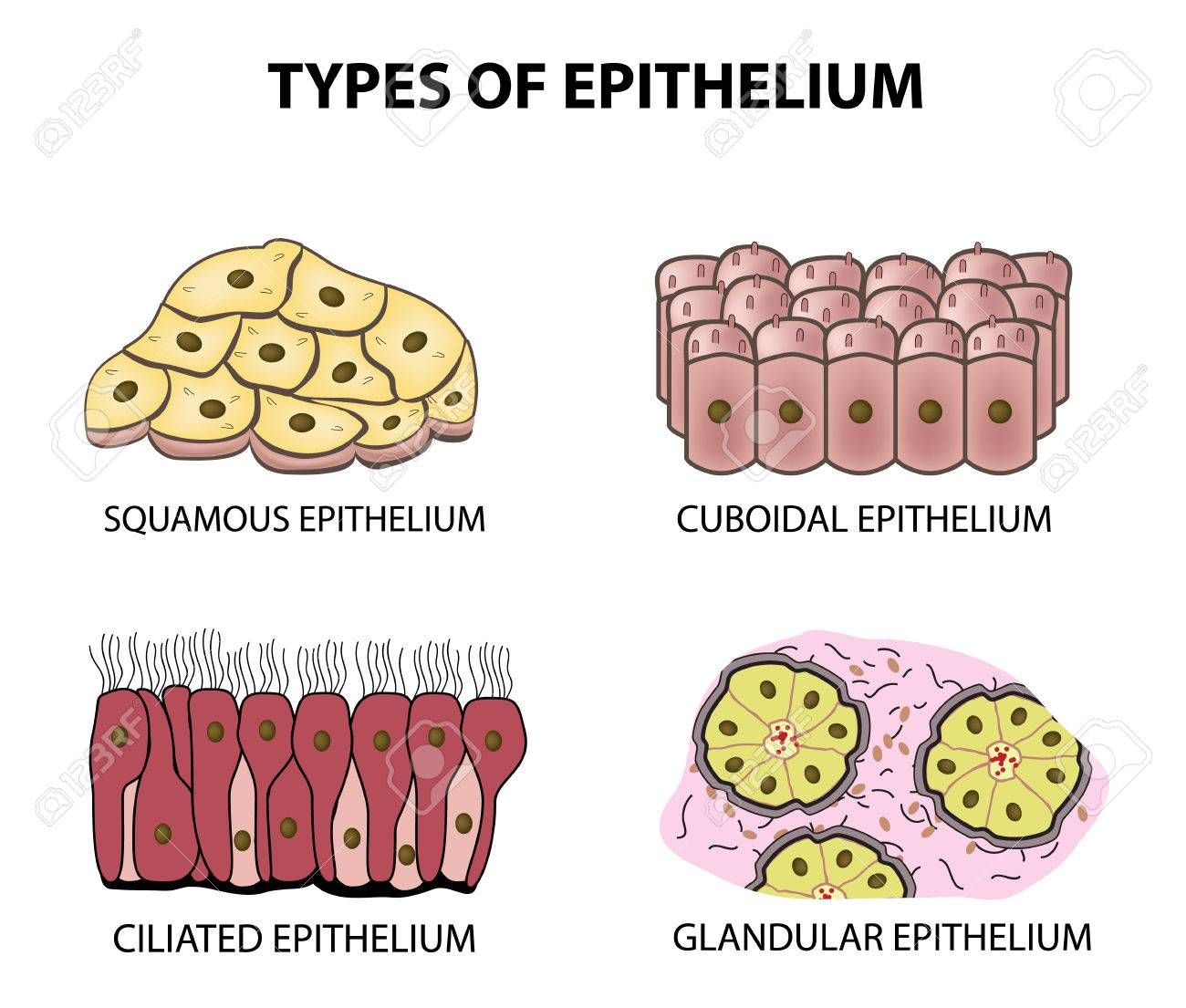 Types Of Epithelial Tissues Class 9 CBSE Class Notes Online 