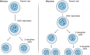 7 Important Differences between Mitosis and Meiosis